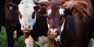 Man’s body found surrounded by cows in field near Chippenham