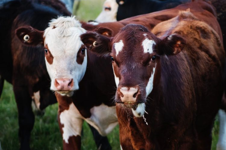 Man’s body found surrounded by cows in field near Chippenham