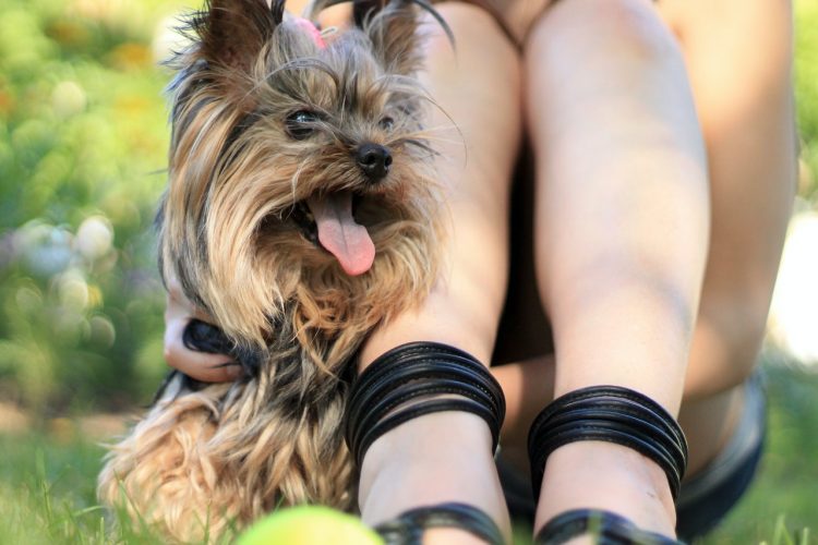 Five ways to keep your furry friends safe from unexpected dangers in your garden