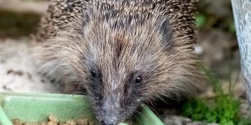 Future serial killer fears as headless hedgehog found with organs neatly lined up