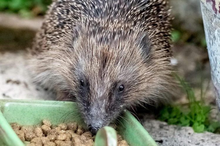 Future serial killer fears as headless hedgehog found with organs neatly lined up