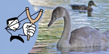 Group of men and child spotted shooting swans and girls with a catapult
