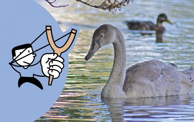 Group of men and child spotted shooting swans and girls with a catapult