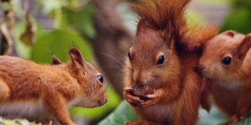 PICTURES: Four beautiful red squirrels born at Longleat Safari Park