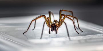 Giant house spiders start invading British homes enmasse – but it’s good news