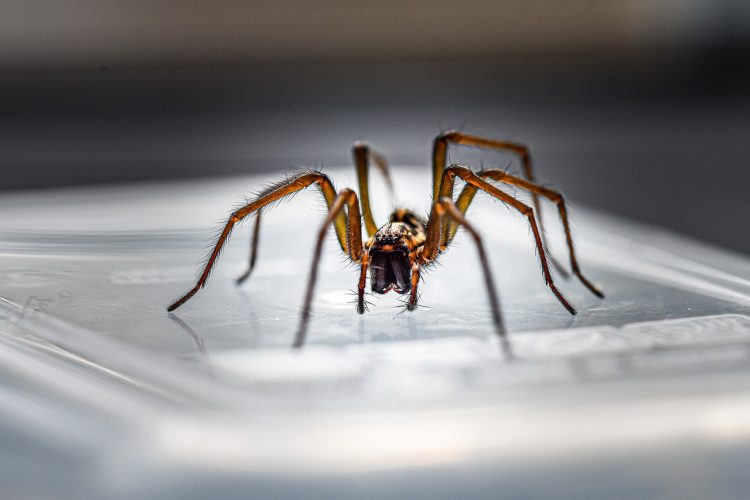Giant house spiders start invading British homes enmasse – but it’s good news
