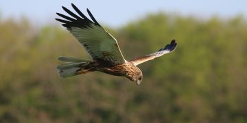 Scarce birds of prey successfully rear two chicks at Cotswold Water Park