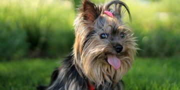 Police probe ‘suspicious incident’ after attempted dog theft report