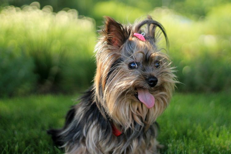 Police probe ‘suspicious incident’ after attempted dog theft report