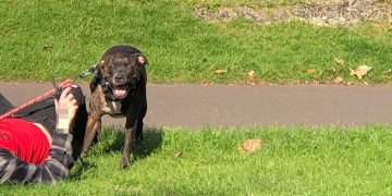 Woman claims ‘it’s always Staffordshire bull terriers that attack’ after Salisbury incident