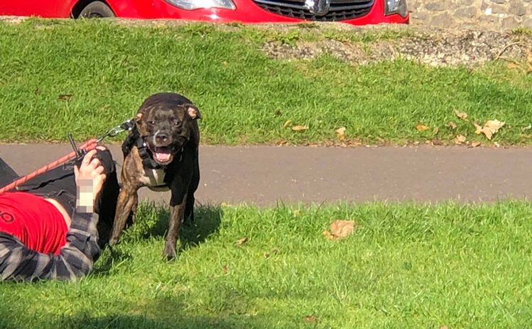 Woman claims ‘it’s always Staffordshire bull terriers that attack’ after Salisbury incident