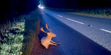 ‘Stunning’ deer shot dead after being struck by car during rutting season