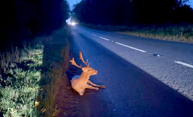 ‘Stunning’ deer shot dead after being struck by car during rutting season