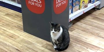 Renowned Swindon cat Bob ‘assaulted by Co-op customer in fit of rage’