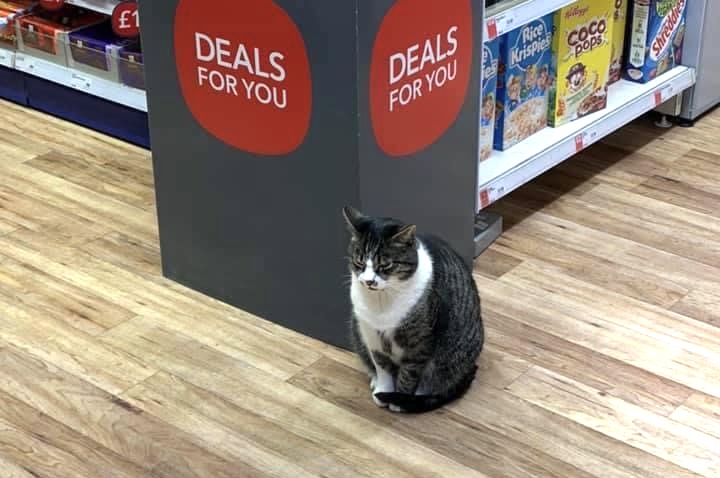 Renowned Swindon cat Bob ‘assaulted by Co-op customer in fit of rage’