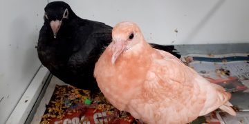Dove turns terracotta pink after tumbling into pigment powder at Wiltshire factory