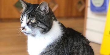 Police investigation launched after cat famous for shop patrols ‘booted by shopper’
