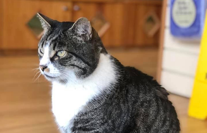 Police investigation launched after cat famous for shop patrols ‘booted by shopper’