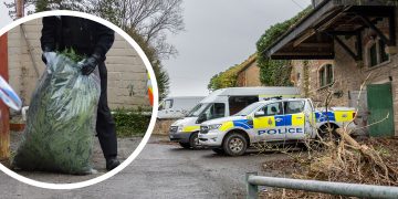 Huge cannabis farm discovered after vehicle crashes into connected electricity pylon