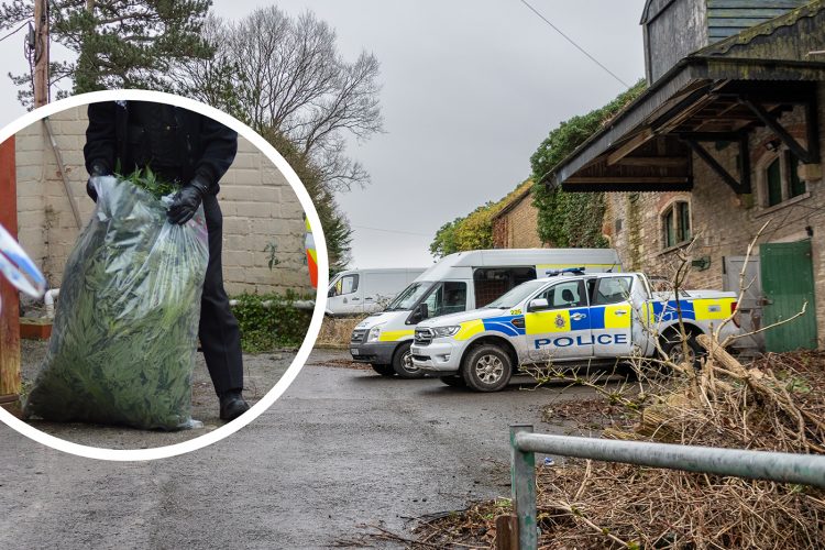 Huge cannabis farm discovered after vehicle crashes into connected electricity pylon
