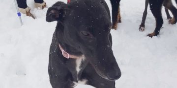 Retired greyhound dies after ingesting ‘poison’ during walk on Swindon estate