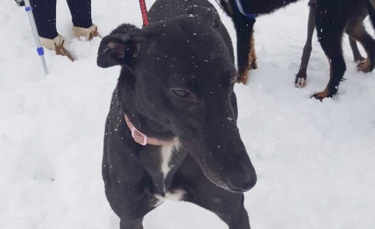Retired greyhound dies after ingesting ‘poison’ during walk on Swindon estate