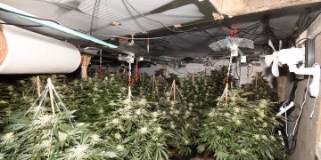 2,000 cannabis plants valued at £2 million to be destroyed after factory discovery