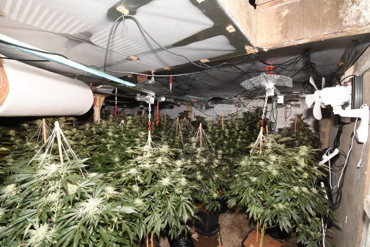 2,000 cannabis plants valued at £2 million to be destroyed after factory discovery