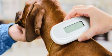 Warminster woman prosecuted by Wiltshire Council for failing to microchip her dog