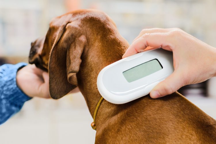 Warminster woman prosecuted by Wiltshire Council for failing to microchip her dog