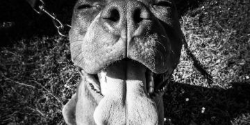 Pit bull terrier (stock image)
