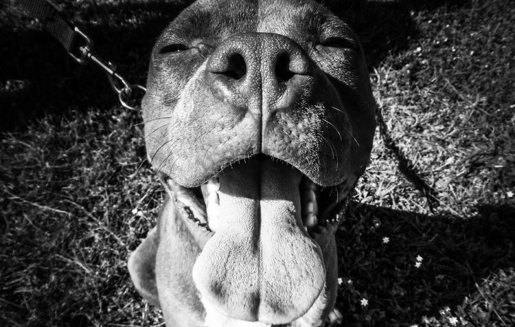 Swindon pit bull owner allowed to keep banned breed – but it could still be destroyed