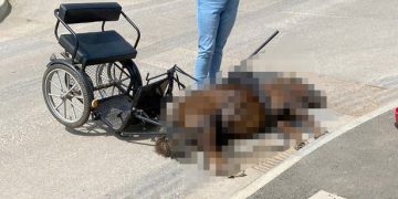 Suspect interviewed after fatal pony cart crash in Chippenham – investigation continues