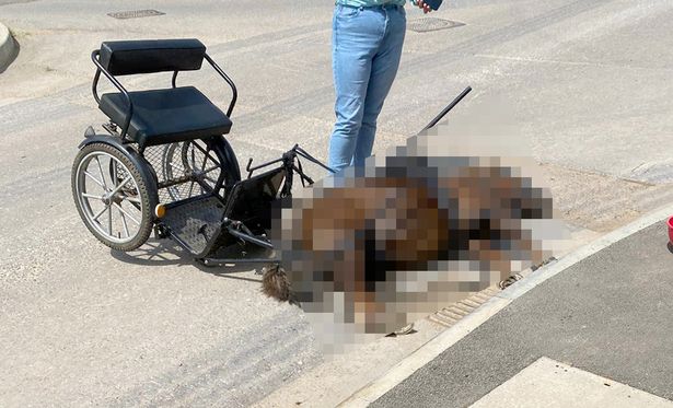 Suspect interviewed after fatal pony cart crash in Chippenham – investigation continues