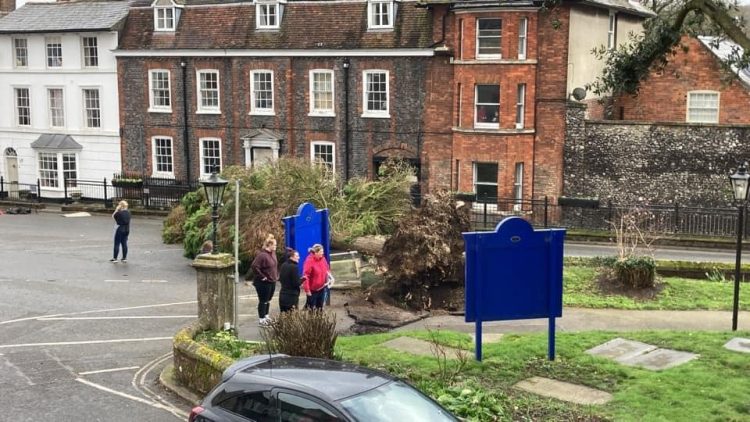 Storm Eunice: Road blocked as old tree falls in Marlborough – bringing down street lamp