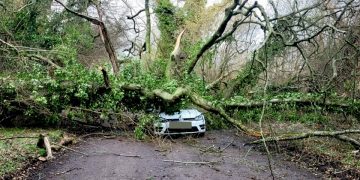 Tree falling on car forces closure of country lane – some motorists ignore closure