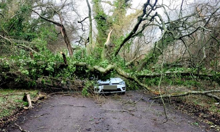 Tree falling on car forces closure of country lane – some motorists ignore closure
