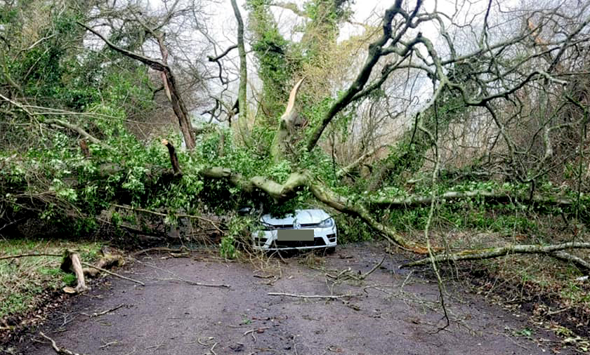 Tree falling on car forces closure of country lane in Wiltshire 