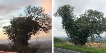 Chicken Tree destroyed: Sadness over ‘decapitation’ of famous chicken-shaped tree