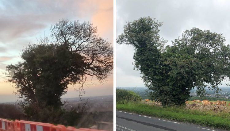 Chicken Tree destroyed: Sadness over ‘decapitation’ of famous chicken-shaped tree