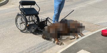 Suspect interviewed after fatal pony cart crash in Chippenham – investigation continues