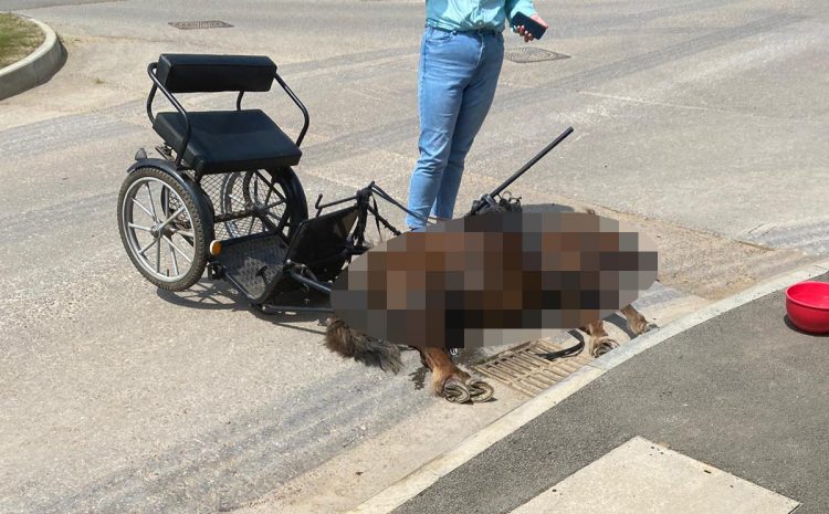 Suspect interviewed after fatal pony cart crash in Chippenham – investigation continues