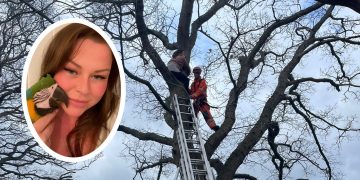 Woman needed rescuing from huge tree in Trowbridge after attempting to catch escaped parrot