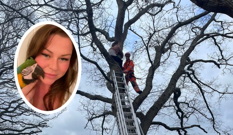 Woman needed rescuing from huge tree in Trowbridge after attempting to catch escaped parrot