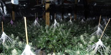 Police seize 500 cannabis plants after factory find in Royal Wootton Bassett