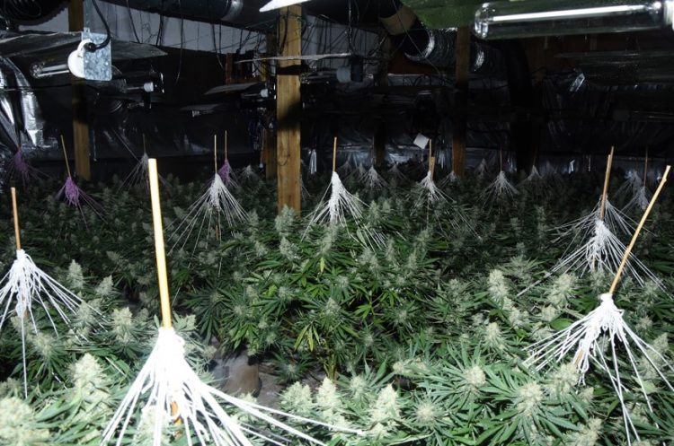 Police seize 500 cannabis plants after factory find in Royal Wootton Bassett