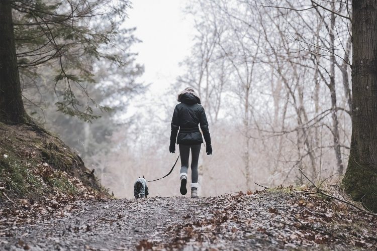 Walkers bitten and chased by dogs in separate attacks in woods near Warminster