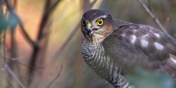 Wiltshire Police investigate shooting of wild birds in Melksham – including a sparrowhawk