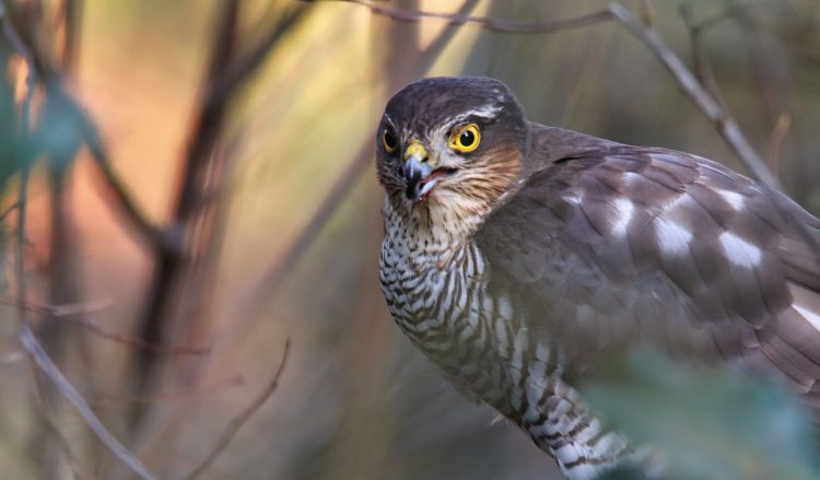 Wiltshire Police investigate shooting of wild birds in Melksham – including a sparrowhawk