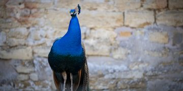 Angry peacock reportedly attacks car and causes ‘bad’ damage in Corsham